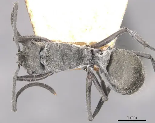 Polyrhachis alatisquamis specimen CASENT0910941 image casent0910941_1