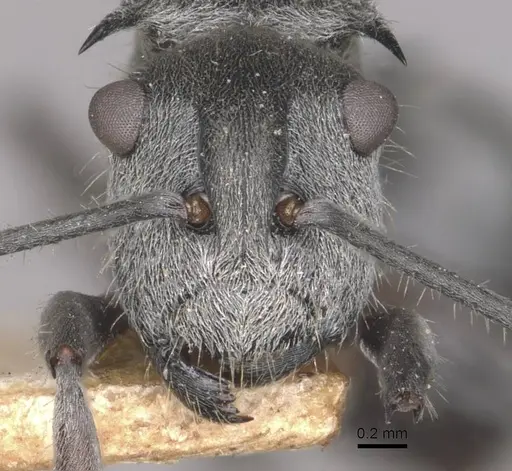 Polyrhachis alatisquamis specimen CASENT0910941 image casent0910941_2