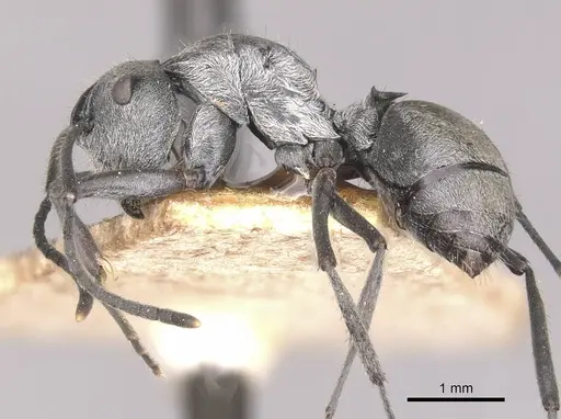 Polyrhachis alatisquamis specimen CASENT0910941 image casent0910941_3