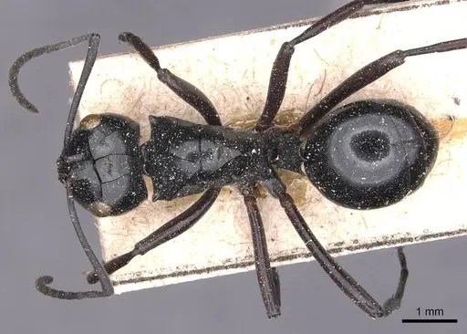 Polyrhachis albertisi specimen CASENT0905545 image casent0905545_1