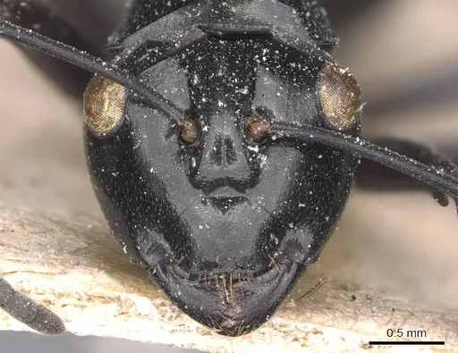 Polyrhachis albertisi specimen CASENT0905545 image casent0905545_2