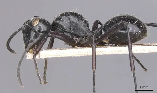 Polyrhachis albertisi specimen CASENT0905545 image casent0905545_3
