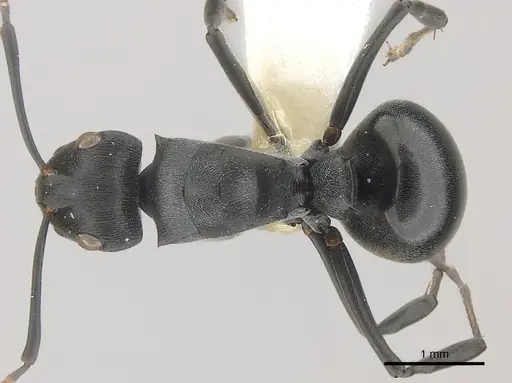 Polyrhachis alexisi specimen CASENT0227521 image casent0227521_1