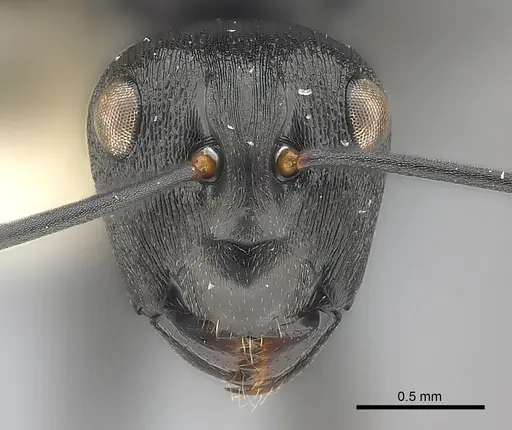 Polyrhachis alexisi specimen CASENT0227521 image casent0227521_2