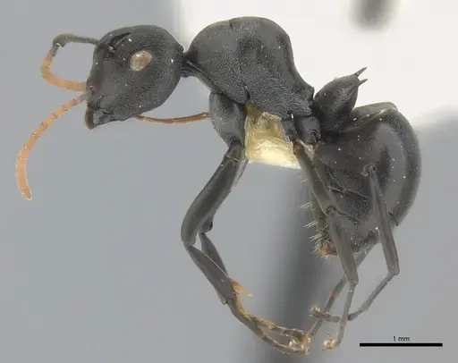 Polyrhachis alexisi specimen CASENT0227521 image casent0227521_3