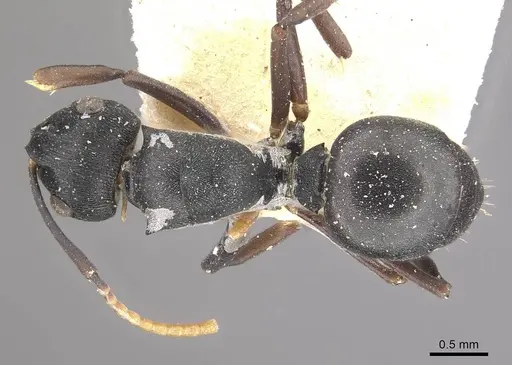 Polyrhachis alexisi specimen CASENT0910953 image casent0910953_1