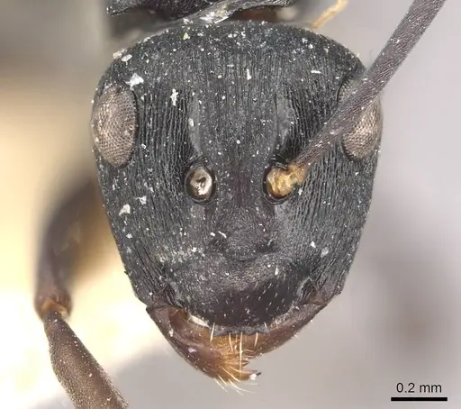 Polyrhachis alexisi specimen CASENT0910953 image casent0910953_2