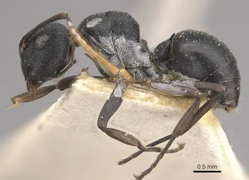 Polyrhachis alexisi specimen CASENT0910953 image casent0910953_3