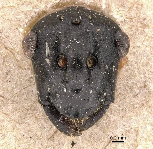 Polyrhachis alluaudi specimen CASENT0905619-Q image casent0905619-q_1
