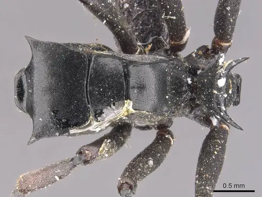 Polyrhachis alluaudi specimen CASENT0905619 image casent0905619_1
