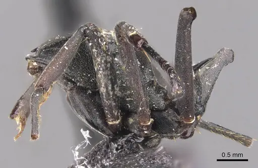 Polyrhachis alluaudi specimen CASENT0905619 image casent0905619_3