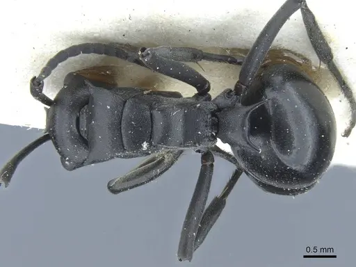 Polyrhachis alluaudi specimen CASENT0906836 image casent0906836_1