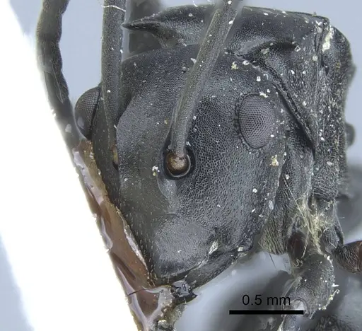 Polyrhachis alluaudi specimen CASENT0906836 image casent0906836_2