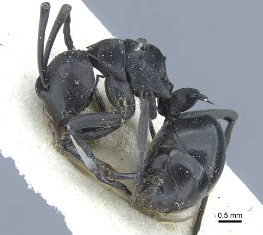 Polyrhachis alluaudi specimen CASENT0906836 image casent0906836_3