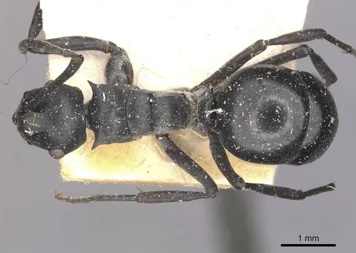 Polyrhachis alluaudi specimen CASENT0910942 image casent0910942_1
