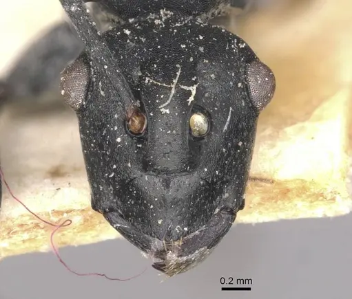 Polyrhachis alluaudi specimen CASENT0910942 image casent0910942_2