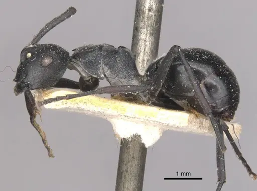 Polyrhachis alluaudi specimen CASENT0910942 image casent0910942_3