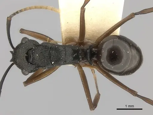 Polyrhachis alphea specimen CASENT0217740 image casent0217740_1