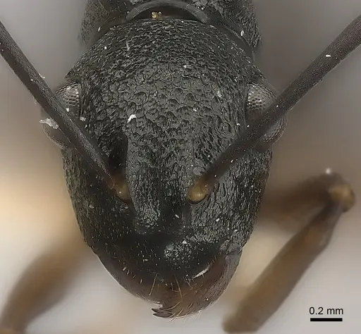 Polyrhachis alphea specimen CASENT0217740 image casent0217740_2