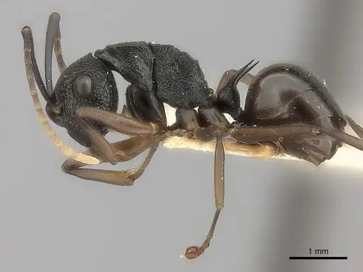 Polyrhachis alphea specimen CASENT0217740 image casent0217740_3