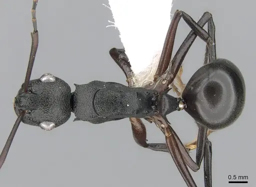 Polyrhachis alphea specimen CASENT0281414 image casent0281414_1