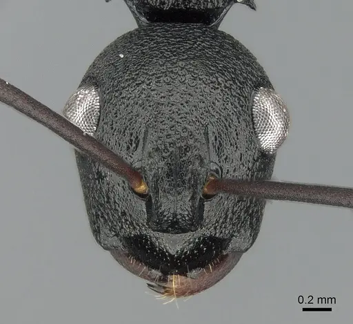 Polyrhachis alphea specimen CASENT0281414 image casent0281414_2