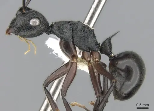Polyrhachis alphea specimen CASENT0281414 image casent0281414_3
