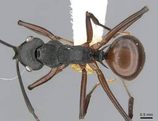 Polyrhachis alphea specimen CASENT0281415 image casent0281415_1