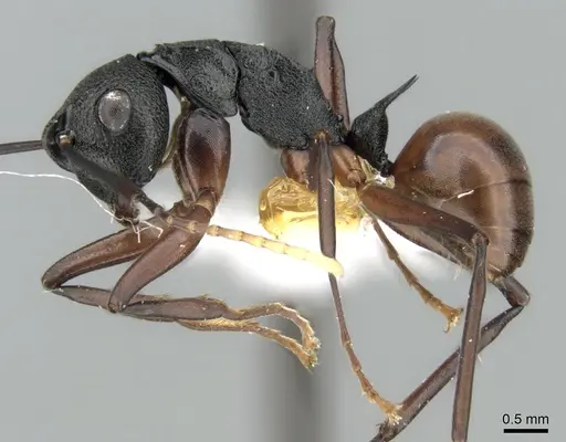 Polyrhachis alphea specimen CASENT0281415 image casent0281415_3