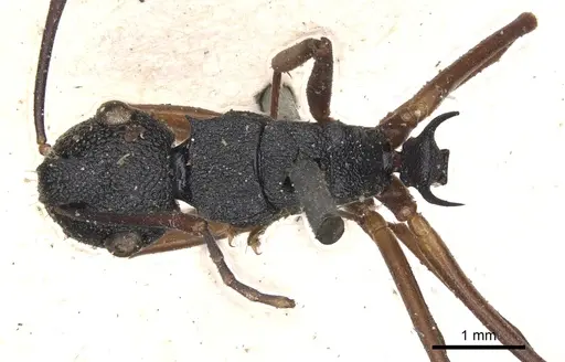 Polyrhachis alphea specimen CASENT0901816 image casent0901816_1