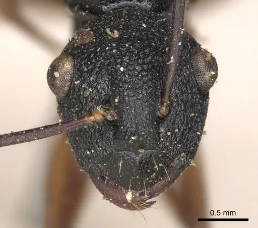 Polyrhachis alphea specimen CASENT0901816 image casent0901816_2
