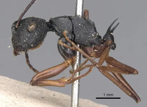 Polyrhachis alphea specimen CASENT0901816 image casent0901816_3