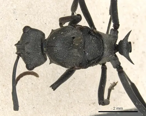 Polyrhachis alphena specimen CASENT0901842 image casent0901842_1
