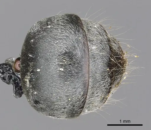 Polyrhachis alphena specimen CASENT0901842 image casent0901842_2