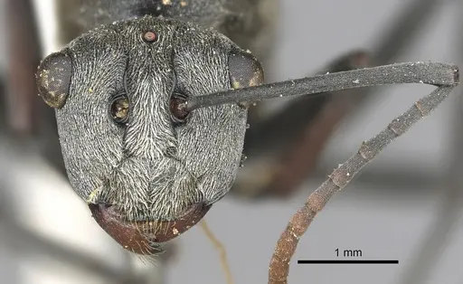 Polyrhachis alphena specimen CASENT0901842 image casent0901842_3