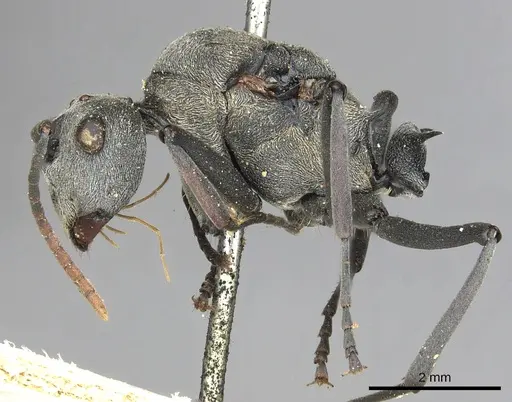 Polyrhachis alphena specimen CASENT0901842 image casent0901842_4