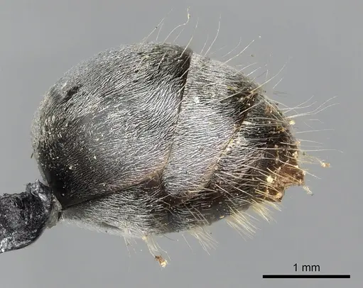 Polyrhachis alphena specimen CASENT0901842 image casent0901842_5