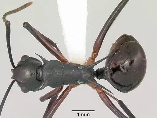 Polyrhachis amana specimen CASENT0103190 image casent0103190_1