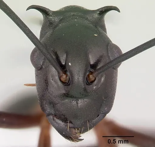 Polyrhachis amana specimen CASENT0103190 image casent0103190_2