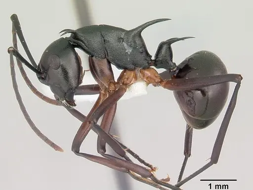 Polyrhachis amana specimen CASENT0103190 image casent0103190_3