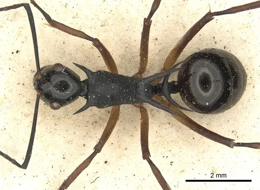 Polyrhachis amana specimen CASENT0901867 image casent0901867_1