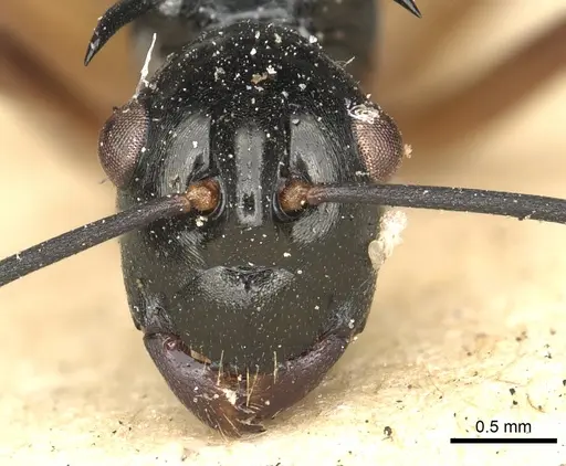 Polyrhachis amana specimen CASENT0901867 image casent0901867_2