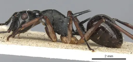 Polyrhachis amana specimen CASENT0901867 image casent0901867_3
