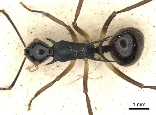 Polyrhachis amana specimen CASENT0903377 image casent0903377_1