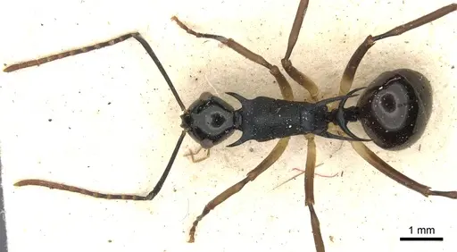 Polyrhachis amana specimen CASENT0903377 image casent0903377_2