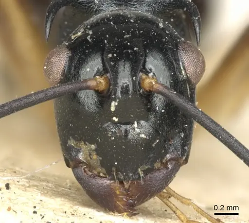 Polyrhachis amana specimen CASENT0903377 image casent0903377_3