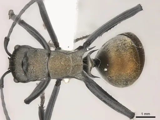 Polyrhachis ammon specimen CASENT0217741 image casent0217741_1