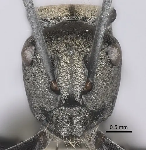 Polyrhachis ammon specimen CASENT0217741 image casent0217741_2