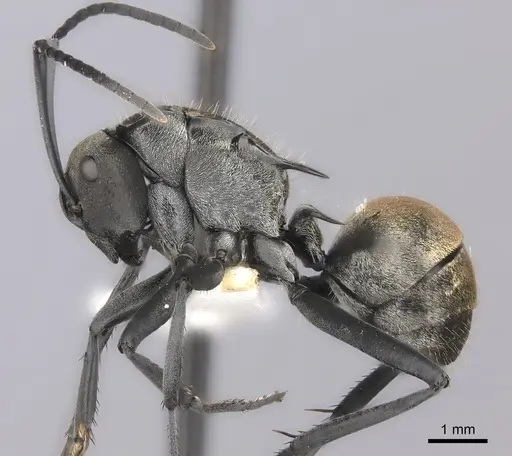 Polyrhachis ammon specimen CASENT0217741 image casent0217741_3