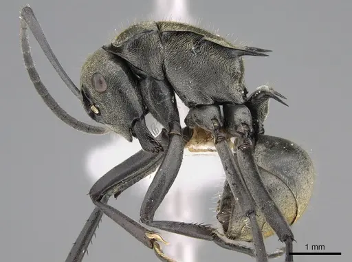 Polyrhachis ammon specimen CASENT0887779 image casent0887779_1